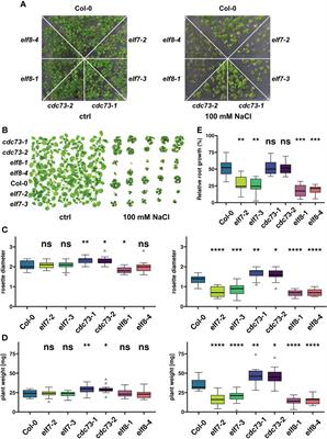 Distinct role of subunits of the Arabidopsis RNA polymerase II elongation factor PAF1C in transcriptional reprogramming